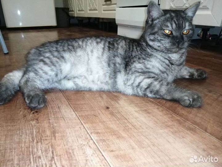 Британский кот на вязку