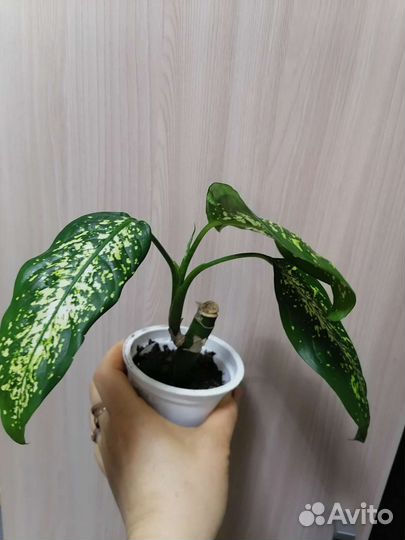 Диффенбахия