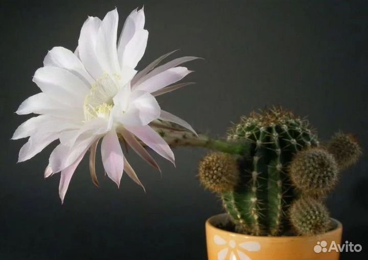 Кактус эхинопсис