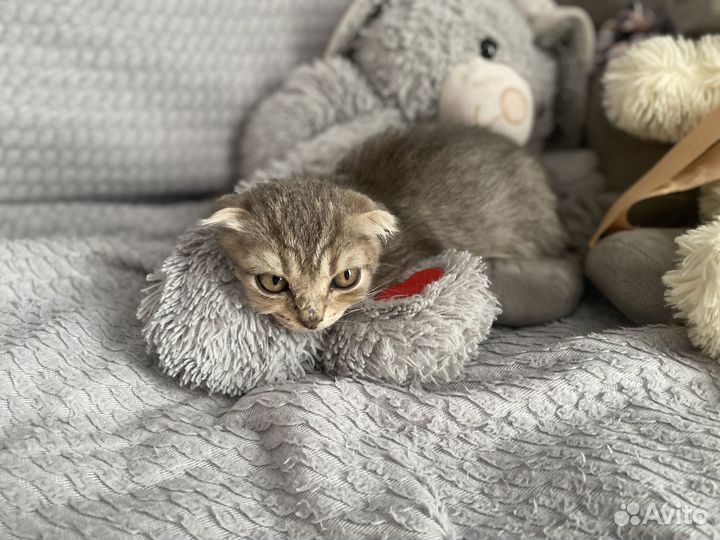 Вислоухий котенок