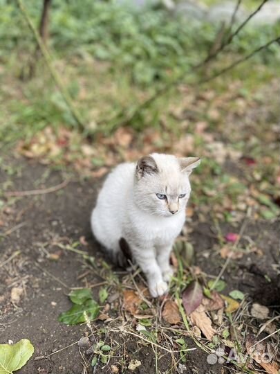 Котенок