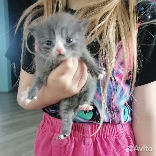 Котята