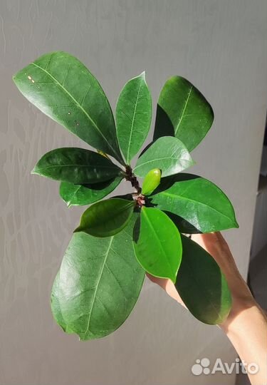 Фикус Циатистипула (Бокальчатоприлистниковый)