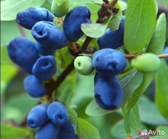 Саженцы жимолости