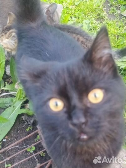 Котик в добрые руки