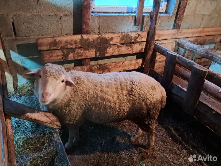 Баран породистый