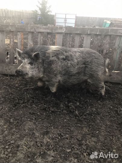 Хряк продам