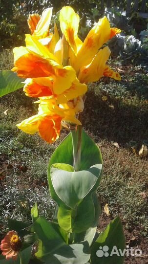 Клубни канн