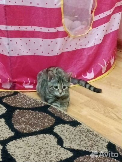 Кошка в дар бесплатно