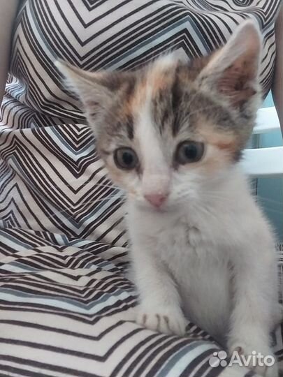 Крошка котенок ищет дом