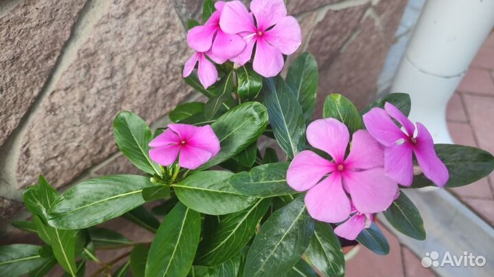 Катарантус цветы