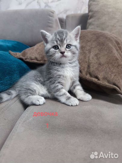 Британская