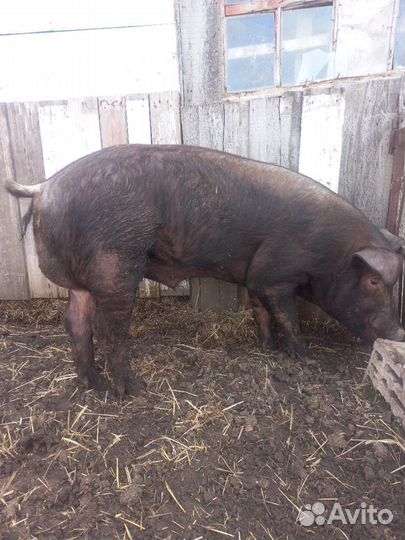 Хряк на племя