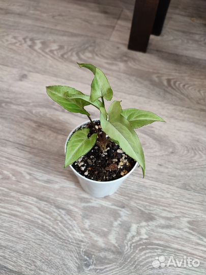 Комнатные растения