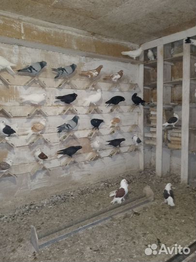 Продажа голубей