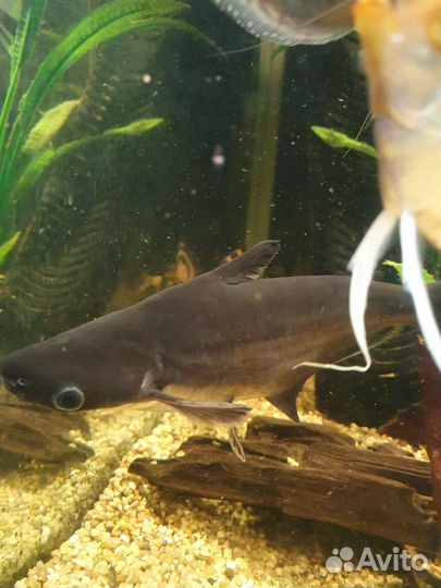 Акулий балу