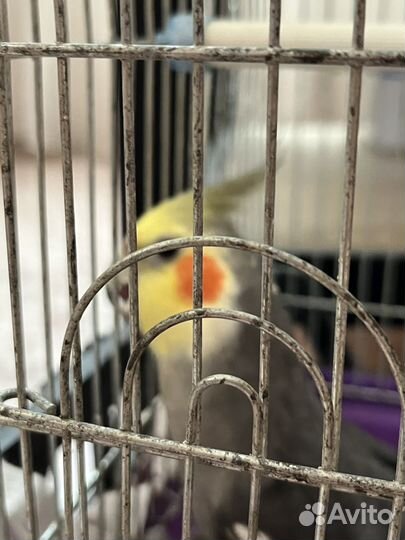 Попугай корелла мальчик