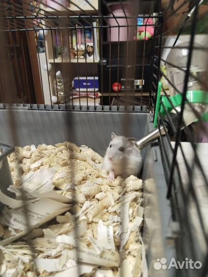 Джунгарский хомяк с клеткой