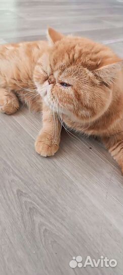 Кот Экзот