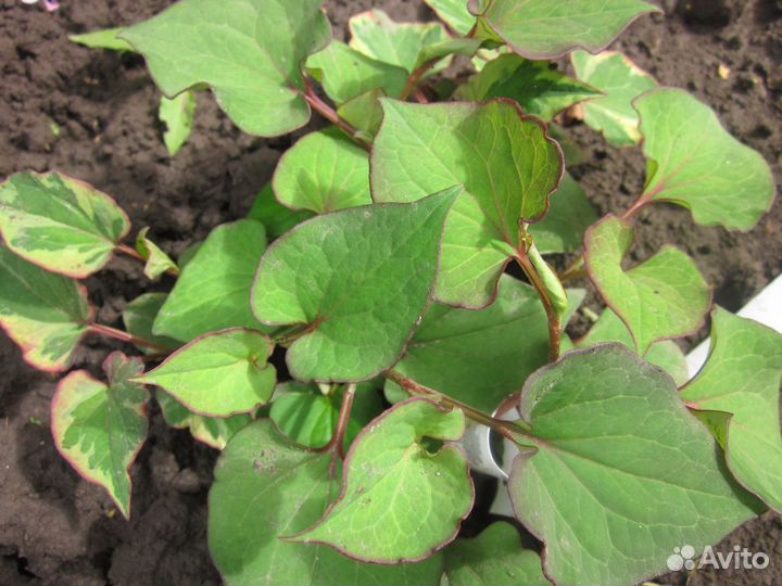 Хауттюйния сердцевидная