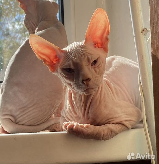 Донской сфинкс котята
