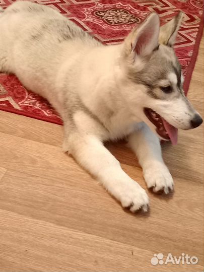 Щенок помесь с хаски девочка
