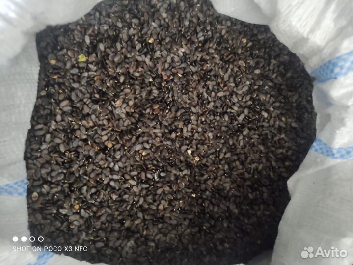 Раст ениводство продам семена