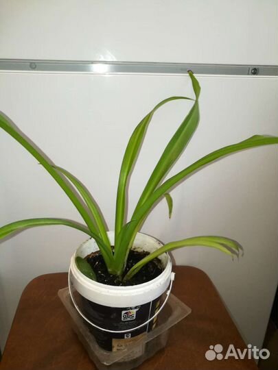 Хлорофитум