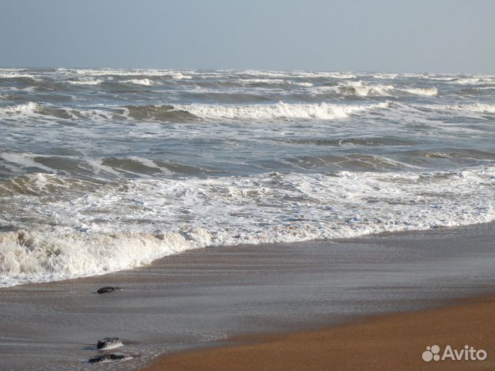 Бычки и телки