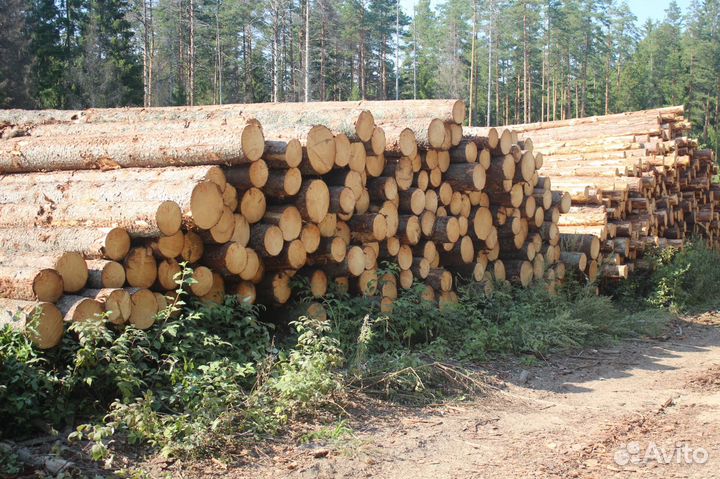 Пиловочник Лес кругляк Доставка