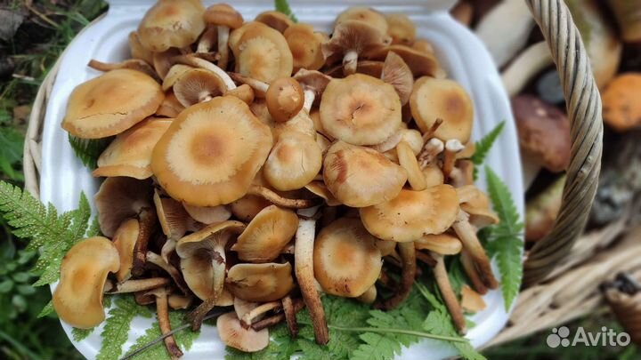 Грибы Опята