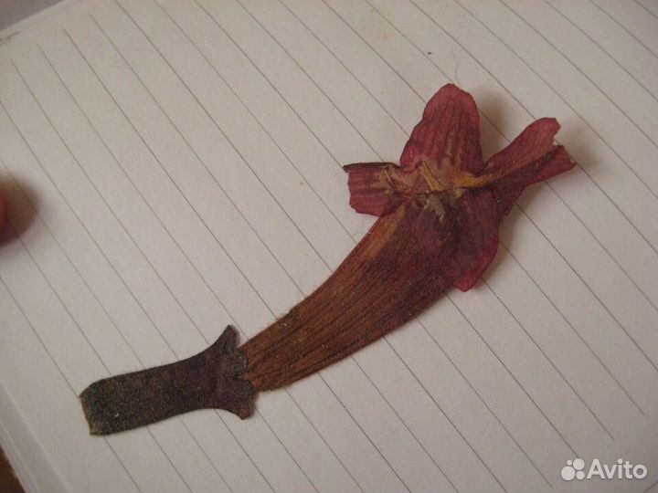 Засушенные цветы для творчества, эпоксидной смолы