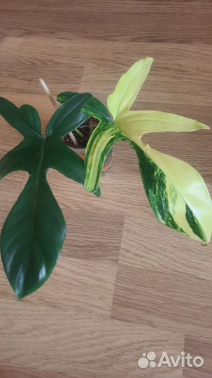 Филодендрон magic mask