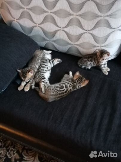 Бенгальская кошка