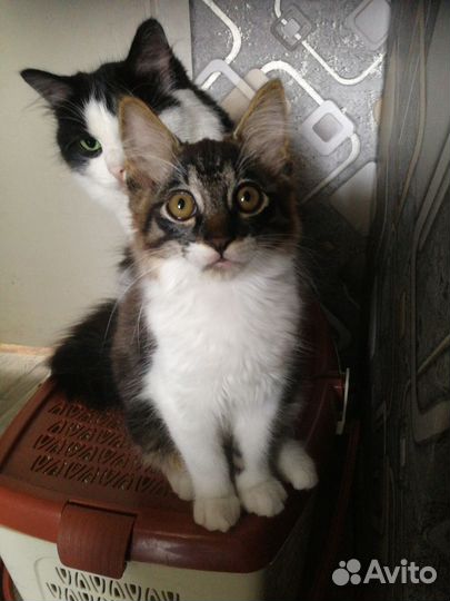 Отдам бесплатно