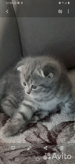 Шотландская вислоухая