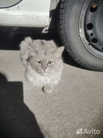 Сибирский кот