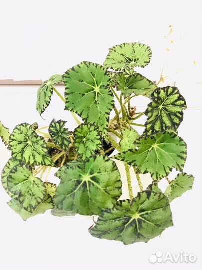 Бегония декоративнолиственная