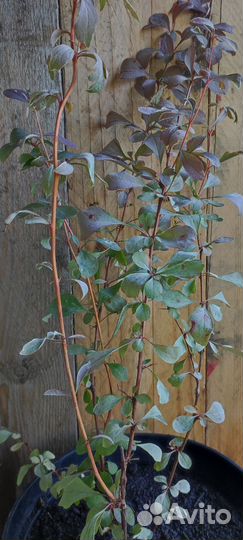 Барбарис оттавский 