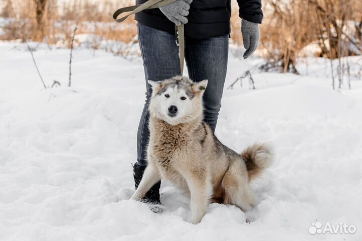 Клэр в добрые ручки