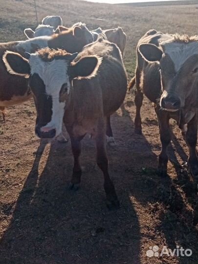 Телята (на доращивание)