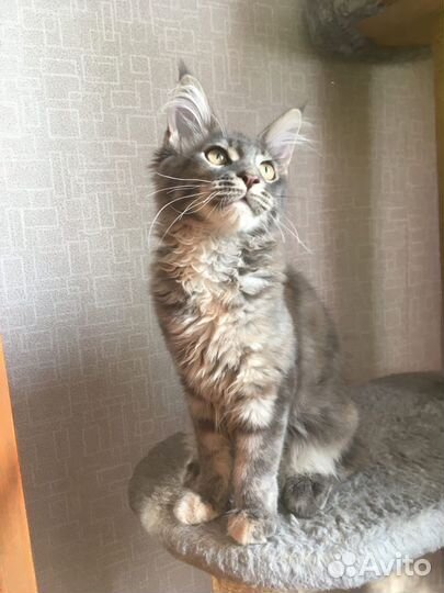 Передержка животных