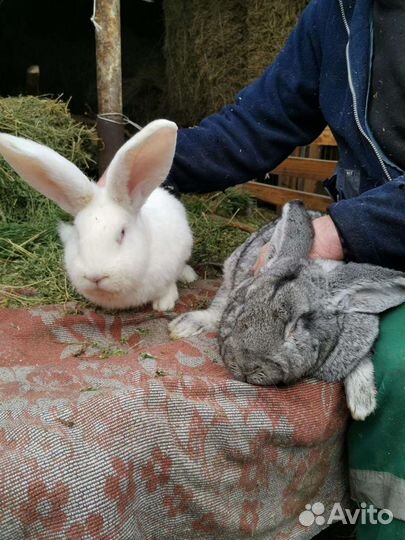 Кролики на племя. Самцы, Самки