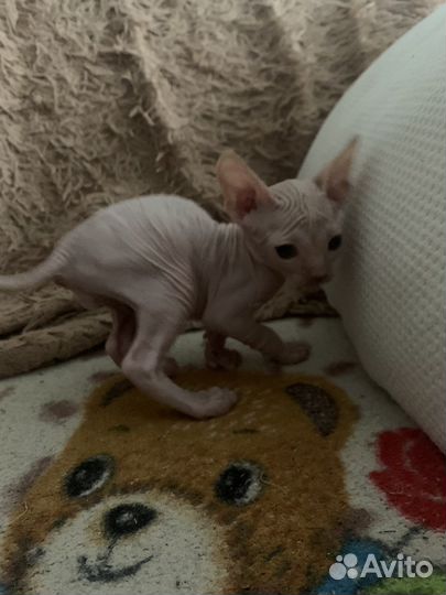 Канадский сфинкс