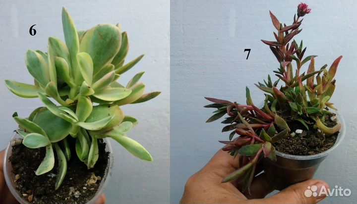 Другие коллекционные Крассулы NEW 10.09.23