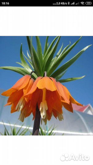 Рябчик императорский