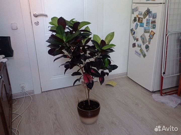 Кодиеум миссис Айстон черенки