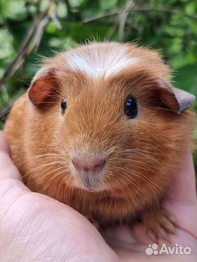 Морские свинки мальчики