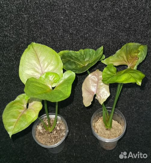 Сингониумы сортовые