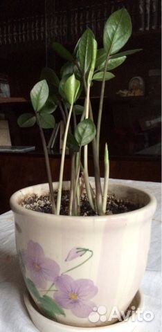 Замиокулькас в новом горшке (керамика)